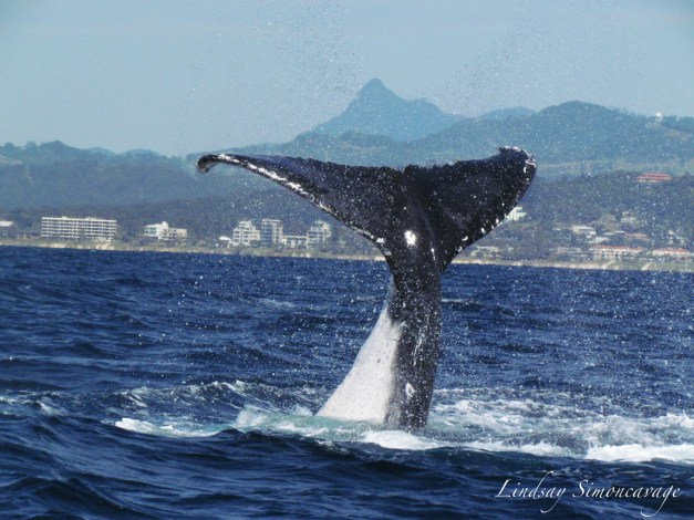 Icons of the Gold Coast: A whale with Mt. Warning at its tail!